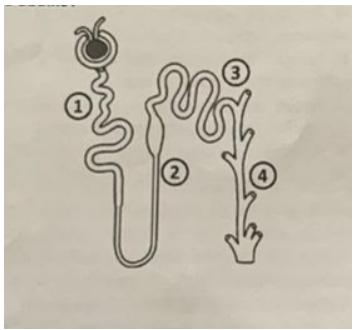 Imagem da questão