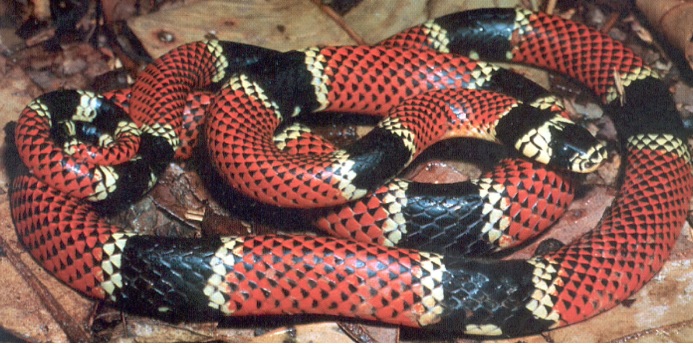 Imagem da questão
