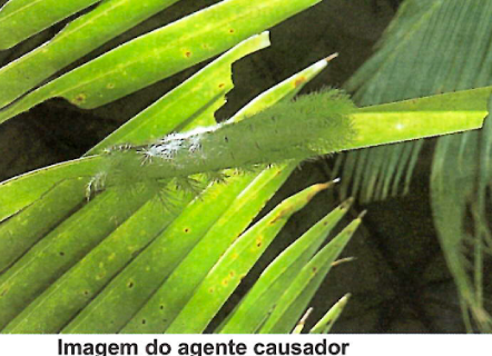 Imagem da questão